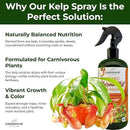 100% Organic Marina Mist Carnivorous Plant Food | Liquid Kelp Foliar Spray for Plants - Kelp Fertilizer for Venus Flytraps, Sundew, Butterworts, Pitcher Plants 8 Oz by GreenHaven Gardens