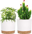 QCQHDU 5 inch Plant Pot, 2 Pack Planters for Indoor Plants with Drainage Holes & Saucer, Outdoor Flower Pots Home Garden Modern Decor by GreenHaven Gardens