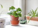 D'vine Dev 4 Inch Design Self Watering Pot for Indoor Plants, Terracotta Planter with Cylinder Glass Cup, Set of 2, 37-X-A-2 by GreenHaven Gardens