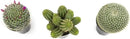 Altman Plants, Assorted Cactus Plants Live Plants (3PK), Cactus Plant Live Succulents Plants Live Cactus Decor, Indoor Plants Live House Plants in Cactus Soil, Live Cacti Plants Live Succulent Plants by GreenHaven Gardens