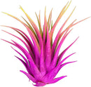 Ionantha Guatemala Tillandsia Air Plant, Guatemala Tillandsia Live Airplant, Healthy Arrival Guaranteed, Great Indoor Plant, Home Decor & Gift Rainbow