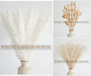 Natural Dried Pampas Grass Decor, White Pampas Grass， Bunny Tails Dried Flowers, Reed Grass Bouquet for Wedding Boho Flowers Home Table Decor, Rustic Farmhouse Party (100 in Total ) by CozyNest Decor