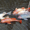 Antique Ceramic Koi Fish Garden Statues - Set of 2 | Exquisite Fish Sculptures for Outdoor, Patio, Pond, and Garden Decorations (Brassy) by GreenHaven Gardens