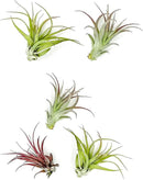 Air Plants - Tillandsia Brachycaulos Multiflora, Jumbo 5-7" - 5 ct - Live Arrival Guaranteed - House Plants for Home Decor & Gift by GreenHaven Gardens