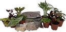 Hirt's Terrarium Kit with 10 Terrarium Plants in 2" Pots by GreenHaven Gardens