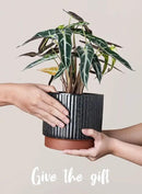 LE TAUCI Ceramic Plant Pots with Drainage Holes, Set of 3, 8+6.7+5.5 Inch Stripe Garden Planter Pots for Outdoor Indoor Plants Flower, Round Succulent Orchid Flower Pot, Reactive Glaze Black by GreenHaven Gardens