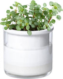 Phoenix Vine 4 Inch Self Watering Planter Pot, Design White Terracotta Pots for Plants, Indoor Cylinder Terra Cotta Pots with Glass Vase, Set of 1, 51-B-E-1 by GreenHaven Gardens