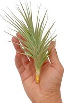 Air Plants - Flowering Tillandsia Lilla Lilac, Large 5" - 3ct - Live Arrival Guaranteed - House Plants for Home Decor & Gift by GreenHaven Gardens