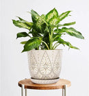 Gepege 8 Inch Plant Pot, Creamy White Ceramic Planter with Drainage Holes and Saucers for Plants Indoor and Outdoor Flower Pot by GreenHaven Gardens