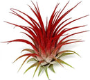 Ionantha Guatemala Tillandsia Air Plant, Guatemala Tillandsia Live Airplant, Healthy Arrival Guaranteed, Great Indoor Plant, Home Decor & Gift (Red) by GreenHaven Gardens