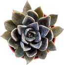 Live Succulent Plants Echeveria 'Blue Prince', Easy Care Potted Succulents, Approx 4" D x 5" H, Indoor Houseplant, Unique Gifts, Home Office Décor by GreenHaven Gardens