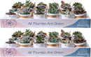 Costa Farms Mini Succulents (48 Pack), Live Succulent Plants in Decor Pots, Indoor Houseplants in Potting Soil, Party Favor Gifts, Bulk Baby Shower, Bridesmaid, 2-Inches Tall by GreenHaven Gardens