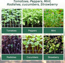 Bonviee 5-Pack Seed Starter Trays, Seed Starter Kit with Adjustable Humidity Dome and Base Indoor Greenhouse Mini Propagator for Seeds Growing Starting (12 Cells Per Tray, Green) by GreenHaven Gardens
