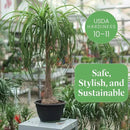 American Plant Exchange Ponytail Palm – 10-Inch Pot – Live Large Bonsai Plant, Pet Safe Indoor Tree, Easy Care Air Purifying Houseplant for Home, Office, or Gift Decor by GreenHaven Gardens