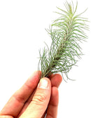 Air Plants - Colombian Tillandsia Funckiana, Large 5" - 3ct - Live Arrival Guaranteed - House Plants for Home Decor & Gift by GreenHaven Gardens