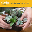 Costa Farms Succulents (25 Pack), Live Mini Succulent Plants, Grower's Choice Live House Plants, Potted in Nursery Plant Pots, Potting Soil Mix, Bulk Baby Shower, Bridal Shower Gift, DIY, Party Favors by GreenHaven Gardens