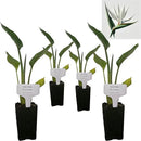 Bird of Paradise - White - Strelitzia Nicholai. (4 White BoP in Cup) by GreenHaven Gardens