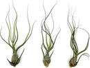 Live Air Plants - Tillandsia Butzii, Jumbo 7-9" - 3ct - Live Arrival Guaranteed - House Plants for Home Decor & Gift by GreenHaven Gardens