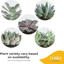 Costa Farms Live Indoor Echeveria Succulent Plant in Wood Design Ceramic Pot by GreenHaven Gardens
