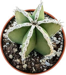 Live Succulents Mexican Fence Post Cactus (4-inch), Succulent Plants Fully Rooted in Pots with Soil, Easy-Care House Plant for DIY, Home Office Decor, Wedding Party Favor by GreenHaven Gardens