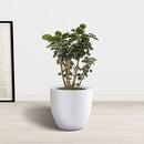 Kante 14 Inch Dia Round Concrete Planter, Indoor Outdoor Large Plant Pot with Drainage Hole and Rubber Plug for Home Patio Garden, Pure White by GreenHaven Gardens