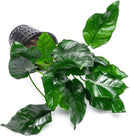 Anubias Live Aquarium Plants - Potted Freshwater Plant for Fish Tanks, Terrariums - Beginner Friendly Low Light (Nana, Mother Plant) by GreenHaven Gardens