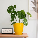 Ceramic Plant Pot - 8 Inch Planter Pot with Drainage Hole and Saucer Round Planter for Indoor Outdoor Plants Flower Pot for Home Patio Garden Office Yellow by GreenHaven Gardens