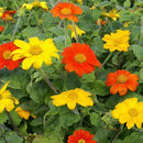 Outsidepride Mexican Sunflower Seeds Mix - 1000 Pcs Annual, Easy-to-Grow, Mixed Tithonia Speciosa Flower Seeds w/Drought-Tolerant Blooms for Pollinator Gardens & Vibrant Summer Landscaping by GreenHaven Gardens