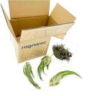 Air Plants - Tillandsia Seleriana, Large 4-6" - 3ct - Live Arrival Guaranteed - House Plants for Home Decor & Gift by GreenHaven Gardens