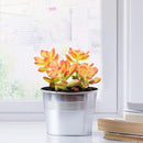 2" Live Succulent 'Sedum adolphii Shooting Stars', Rare Succulent Plants Fully Rooted in Pots, Unique House Plant for DIY, Party Favor, Home Office Decoration by GreenHaven Gardens
