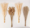 Natural Dried Pampas Grass Decor, Beige Pampas Grass, Bunny Tails Dried Flowers, Reed Grass Bouquet for Wedding Boho Flowers Home Table Decor, Rustic Farmhouse Party (100 in Total ) by CozyNest Decor