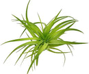 Live Air Plants - Tillandsia Geminiflora 1-3" - 3ct – ragnaroc Live Indoor Plant - Live Arrival Guaranteed - House Plants for Home Decor & Gift by GreenHaven Gardens