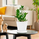 BUYMAX Plant Pots Indoor –6 inch Ceramic Flower Pot with Drainage Hole and Ceramic Tray - Gardening Home Desktop Office Windowsill Decoration Gift, Set of 2(White)