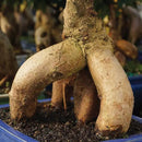 Brussel's Bonsai Live Ginseng Grafted Ficus Indoor Bonsai Tree Gift Set - Small, 4 Years, 6 to 8 in - Ceramic Bonsai Pot, Fertilizer, and Humidity Tray by GreenHaven Gardens