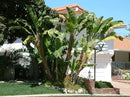 Bird of Paradise - White - Strelitzia Nicholai. (2 White BoP in Cup) by GreenHaven Gardens