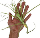 Air Plants - Tillandsia Straminea Jumbo 6-9" - 5ct - Live Arrival Guaranteed - House Plants for Home Decor & Gift by GreenHaven Gardens