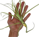 Air Plants - Tillandsia Straminea Jumbo 6-9" - 3ct - Live Arrival Guaranteed - House Plants for Home Decor & Gift by GreenHaven Gardens
