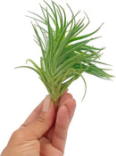 Air Plants - Flowering Tillandsia Pink Paske Large 5" - 1ct - Live Arrival Guaranteed - House Plants for Home Decor & Gift by GreenHaven Gardens