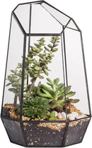 NCYP Geometric Glass Terrarium Planter for Succulent, Small Cacti, Black Irregular Opened Container Pot, Indoor Home Garden Office Tabletop Decor, 6.5" x 5.7" x 9.8" (No Plants, No Door) by CozyNest Decor