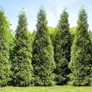 Brighter Blooms - Junior Giant Thuja Tree, 2-3 ft. - No Shipping to AZ by GreenHaven Gardens