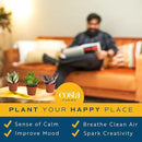 Costa Farms Succulents (6 Pack), Live Mini Succulent Plants, Grower's Choice Live Houseplants, Potted in Nursery Plant Pots, Potting Soil, Gift for Bulk Baby Shower, Bridal Shower, DIY Room Decor by GreenHaven Gardens
