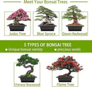 Bonsai Tree Kit with Complete Plant Growing Tools, Grow in Pot Indoor Bonsai Tree Starter Kit, Home Gardening DIY Gift for Adult by GreenHaven Gardens