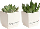 Costa Farms Mini Live Succulents, Echeveria Houseplant, Beautiful Live Indoor Plants in Cute Décor Stone Planter Pots, Great Gift for Perfect Room Décor, 4-Inches Tall (2-Pack) by GreenHaven Gardens