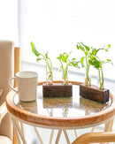 Ivolador Plant Propagation Stations 4 Test Tube Plants Terrariums in Wooden Stand Gifts for Plant Lovers for Hydroponic Plants Office Home Decor Hydroponic Vase Gift Box 2 Sets by GreenHaven Gardens