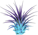 Ionantha Guatemala Tillandsia Air Plant, Guatemala Tillandsia Live Airplant, Healthy Arrival Guaranteed, Great Indoor Plant, Home Decor & Gift (Rainbow