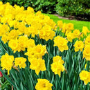 50 Yellow Daffodil Bulbs for Planting - Dutch Master Value Bag - Plant in Gardens, Borders & Flowerbeds - Bulb Size 10/12 cm - Easy to Grow Fall Flowers Bulbs by Willard & May by GreenHaven Gardens