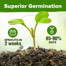 HOME GROWN 6 Herb Seeds for Planting 3,200+ Non-GMO Heirloom Seeds | Extra Large Variety Pack Herb Kit – Indoor Outdoor & Hydroponic | Culinary Seed Set | Grow Your Own Herbs | Gift for Beginners