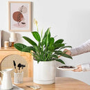 vancasso Ceramic Plant Pots, 8.25 Inch Ceramic Pot for Plants, Planters Pots for Indoor Plants with Drainage Holes, Flower Pot for Indoor House Plant, White by CozyNest Decor