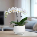 G EPGardening Ceramic Pots for Plants - 6 Inch Planter for Indoor Plants, Flower Pots with Drainage and Ceramic Tray, Modern Office Decor, Gifts for Plant Lovers, White by GreenHaven Gardens