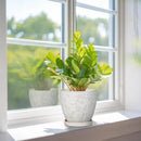 6 Inch Ceramic Plant Pot for Indoor Plants Outdoor Round Planter Flower Pot with Drainage Hole and Saucer for Home Garden Office Decor White by GreenHaven Gardens